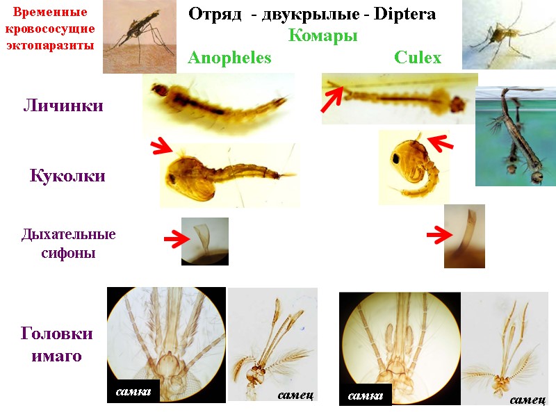 Комары Anopheles Culex Личинки Куколки Головки имаго самец самец Дыхательные сифоны самка самка Отряд